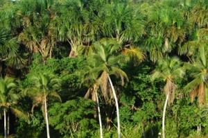 amazonian forest