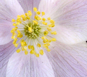 anemone-anthers-1