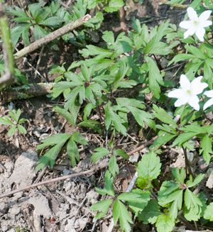 anemone-leaves