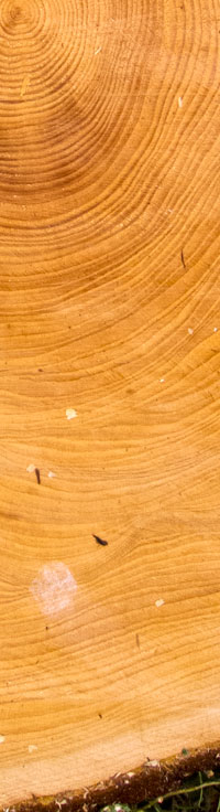 bioPGH Blog: Tree Rings to Rule them All | Phipps Conservatory and  Botanical Gardens | Pittsburgh PA