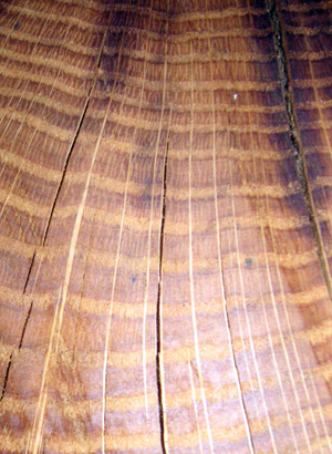 Annual rings, dendrochronology and climate change.