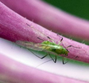 aphid winged