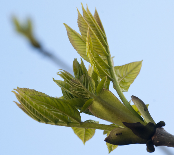 Ash bud opening