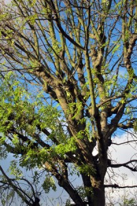 Ash dieback - what to do?  Pre-empt, plant, persevere, keep calm and carry on.