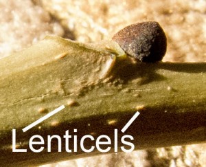 bark and lenticels of ash