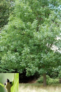 ash tree and bud