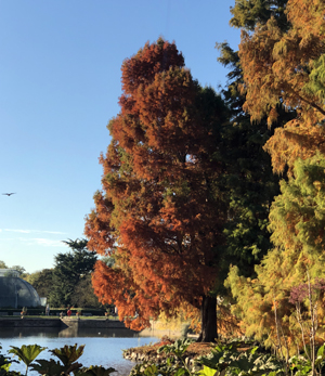 A trip to the Royal Botanic Gardens at Kew