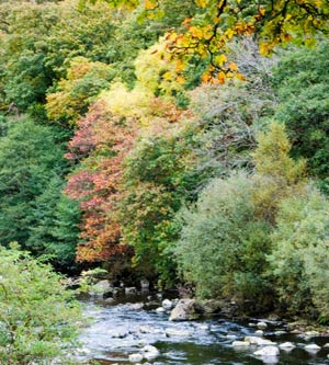 Changing Colours – Why do leaves change colour in the autumn?