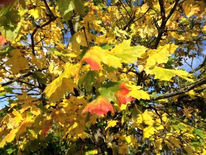 Leaves in winter - marcescence