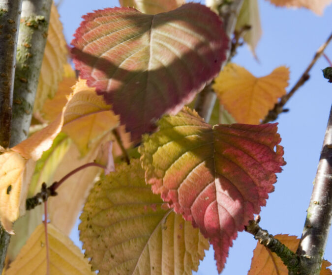 autumn leaves1
