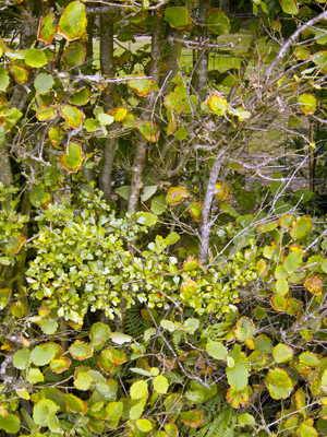 autumnal-hedge