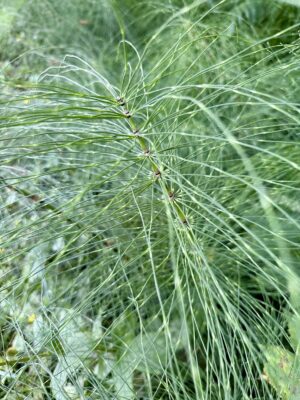 horsetail