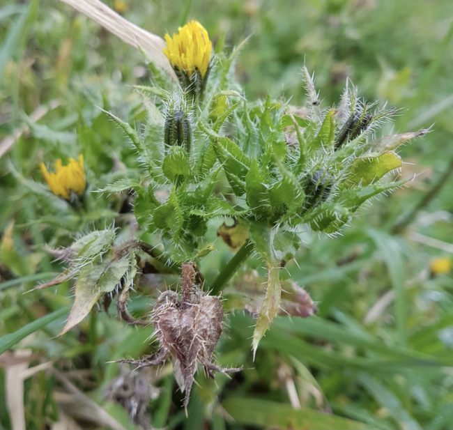 Bristly Oxtongue