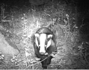 Catching woodland wildlife - on camera