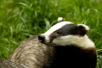 Badger Watching for Beginners