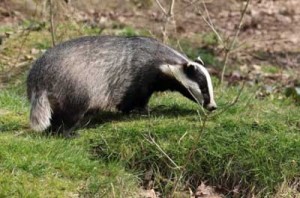 Welsh Battle over Badgers Begins
