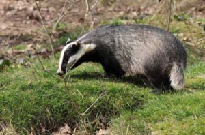 New plans for badger culls attacked by protest groups