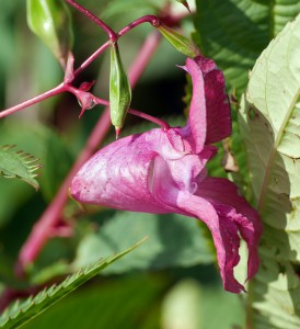 Himalayan Balsam - nemesis is nigh ?