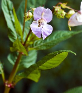 Native dominants or botanical 'thugs’ in woodland.