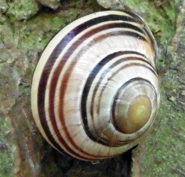 banded-snail