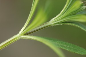 barbs on stem