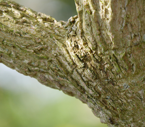 bark field maple