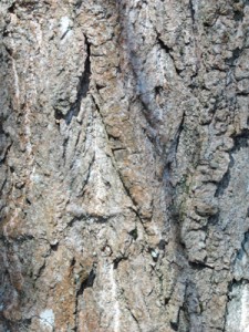 Parts of a tree (1): The Bark.