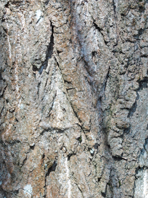 Parts of a tree (1): The Bark.