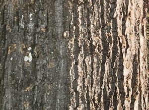 poplar bark