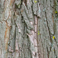 willow bark