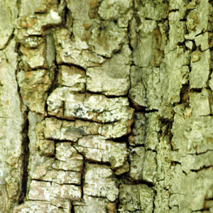 Uk Tree Bark Identification Chart