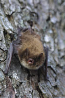 Bats in the Woods - Bat surveys