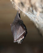 Ahead By A Squeak – A survey of Britain’s bats