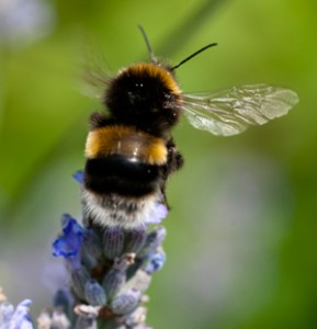 The life cycle of bumblebees - Part 2