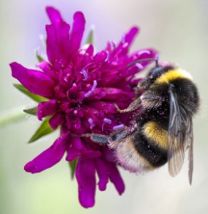 Pollen picking bumblebees.