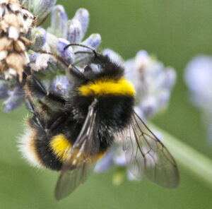 Yet another problem for bees.