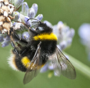 Yet another problem for bees.