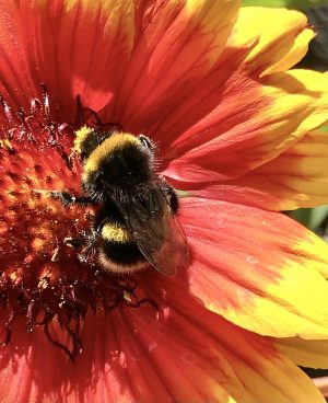 The plight of the bumblebee