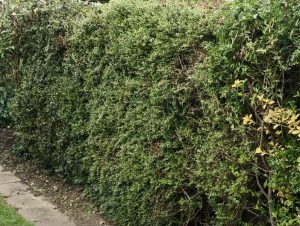 garden hedge