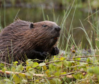 Re-introductions and rewilding
