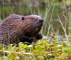 Rewilding and beavers.