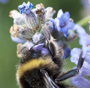 Bumblebees and climate change.