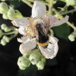 bee-on-bramble