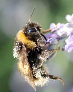 National Insect Week 21st / 27th June, 2010.