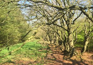 beech arcade