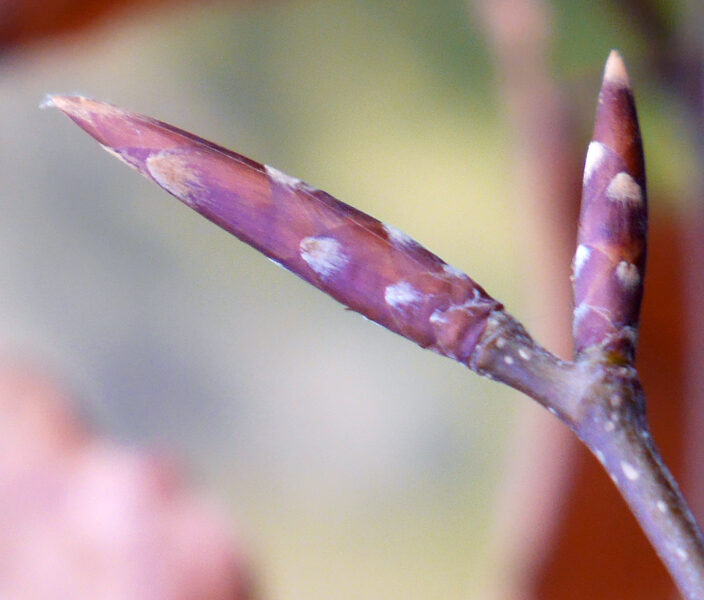 Beech Buds