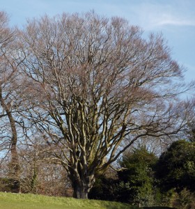 Mature Beech on Box Hill, Surrey.