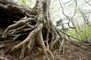 Trees and the vagaries of climate.