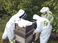 The Case for Beekeeping