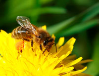 Basic Beekeeping - Getting Started
